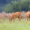 Wëldfleesch: FSC fuerdert, datt d'Originn méi kloer gemaach gëtt | © Bigstock