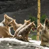 Wollefsruddel an Däitschland | © picture alliance / imageBROKER | Ronald Wittek Kéint sech och zu Lëtzebuerg e Wollefsruddel néierloossen? | © picture alliance / imageBROKER | Ronald Wittek