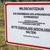Afrikanesch Schwéngspescht | © Adobe Stock