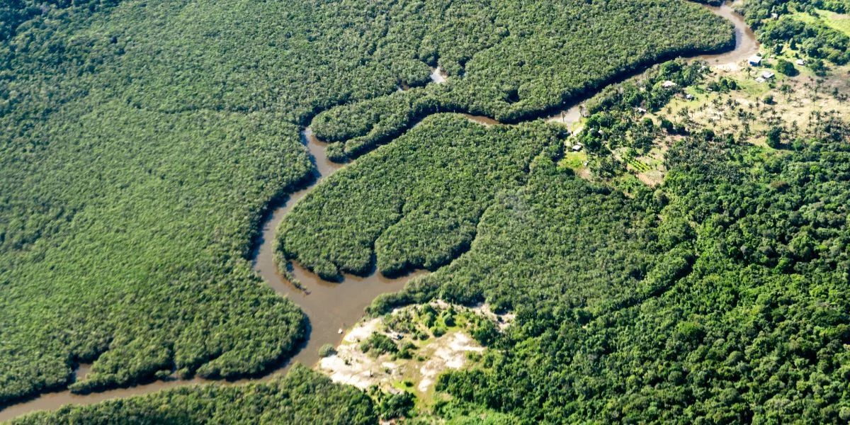 Fir COP30 a Brasilien: Dausenden Hektar Reebësch gefält, fir eng véierspuereg Autobunn  | © picture alliance/dpa | Jens Büttner