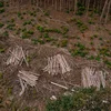 Deforestatiounsreglement | © Adobe Stock