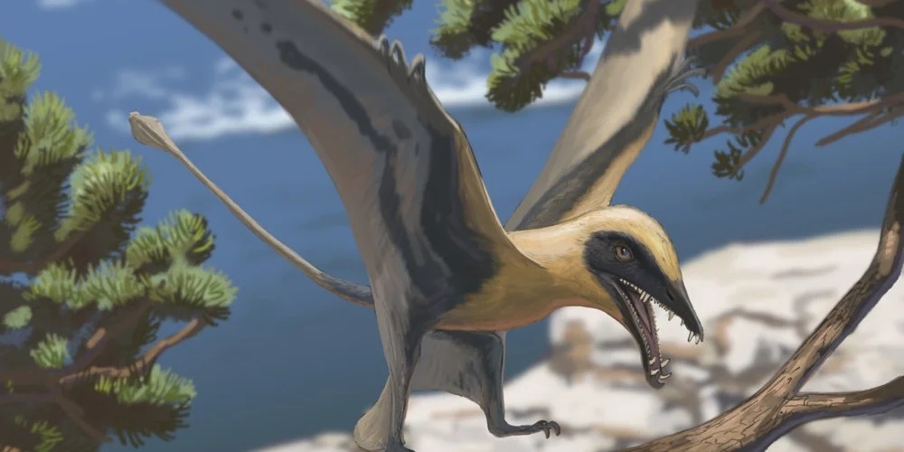 3 Zänn vun engem Flugsaurier goufe fonnt | © Joschua Knüppe/Dinosaurierpark Teufelsschlucht