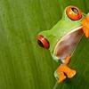 Wat steet op der internationaler Aarteschutz-Konferenz um Spill? | © Bigstock