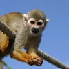 Déiere geréieren am Parc Merveilleux | © Bigstock / hansmb