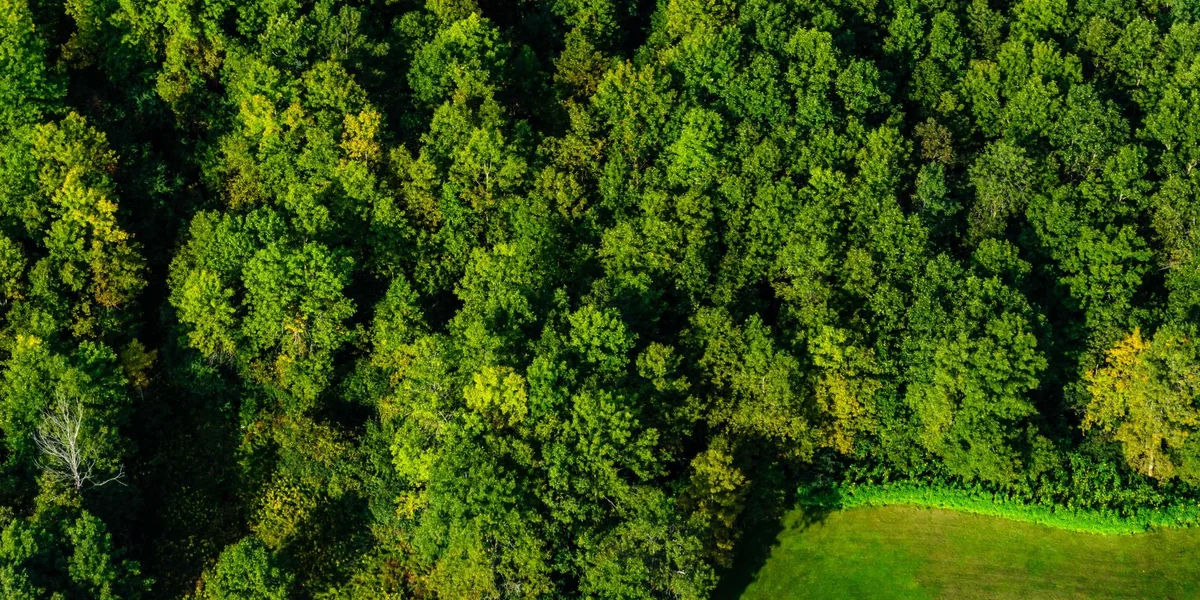 EU-Parlament verwërft Gesetz fir eenheetleche Bësch-Monitoring