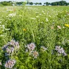 Biodiversitéit: Vill schlecht, an e puer gutt Noriichten | © Bigstock