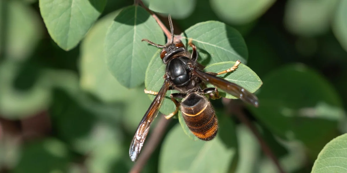 Asiatesch Runn: Déi sougenannte Primärnäschter stinn am Fokus | © picture alliance / Zoonar | Sebastian Czech