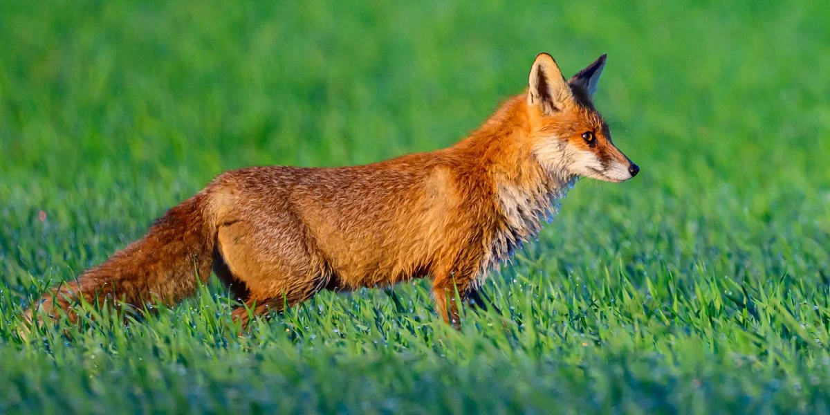 Fuuss mat Vullegripp wier dat éischt infizéiert Mamendéier zu Lëtzebuerg | © picture alliance/dpa | Patrick Pleul