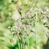 Mediterrane Flair op der Musel | © Anna Katina