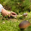 D'Champignone loosse wéinst der Dréchent op sech waarden | © Adobe Stock