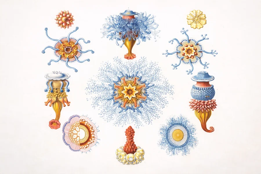 D'Integral vum Couperin senge Stécker fir Clavecin