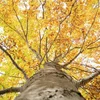 Experimentelle Bësch um Eecherfeld: Beem planze géint de Klimawandel | © picture alliance / imageBROKER | © Loredana De Sole)