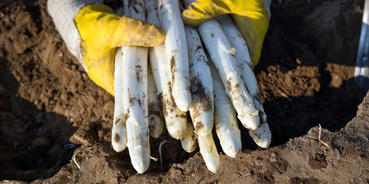 Startschoss fir d'Spargelsaison | © Bigstock