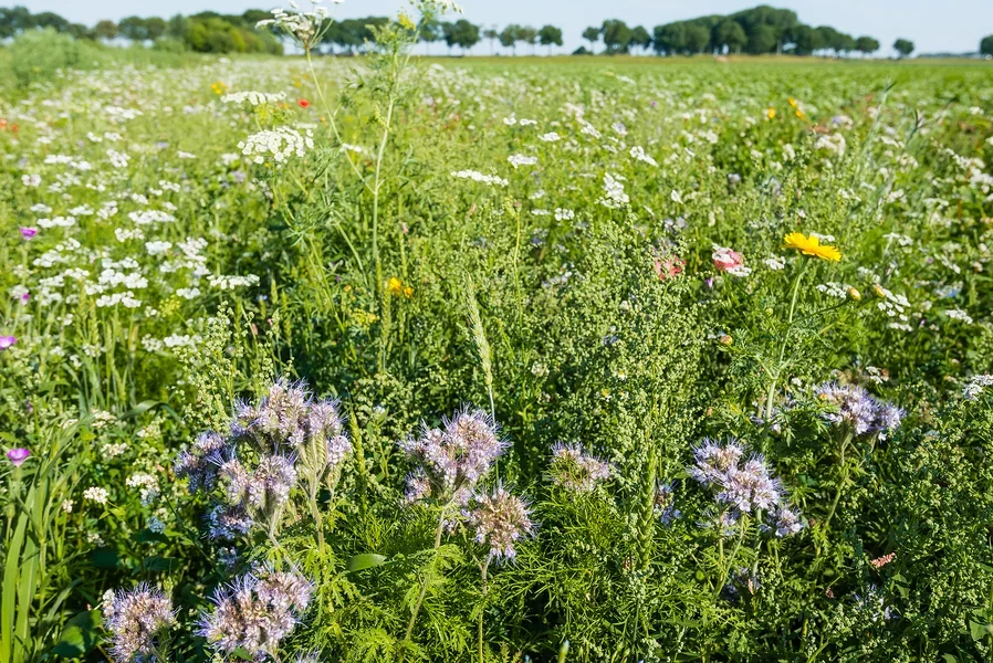 Biodiversitéit: vill schlecht an e puer gutt Noriichten | © Bigstock