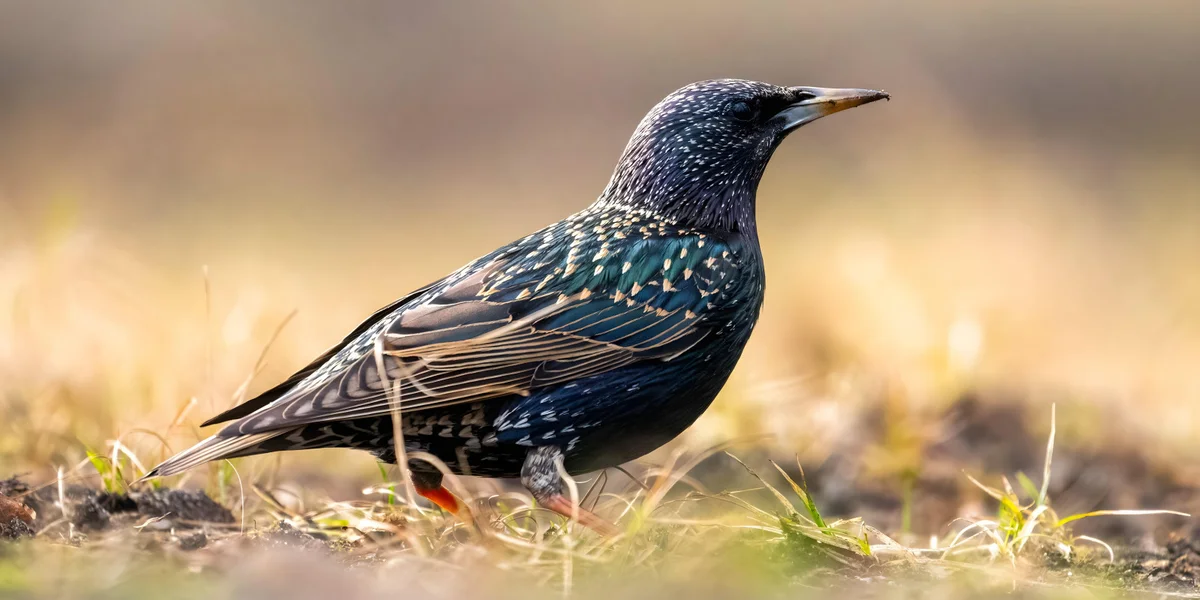 Komponisten an hir bescht Frënn | © picture alliance / Zoonar | Weronika Tyczynska