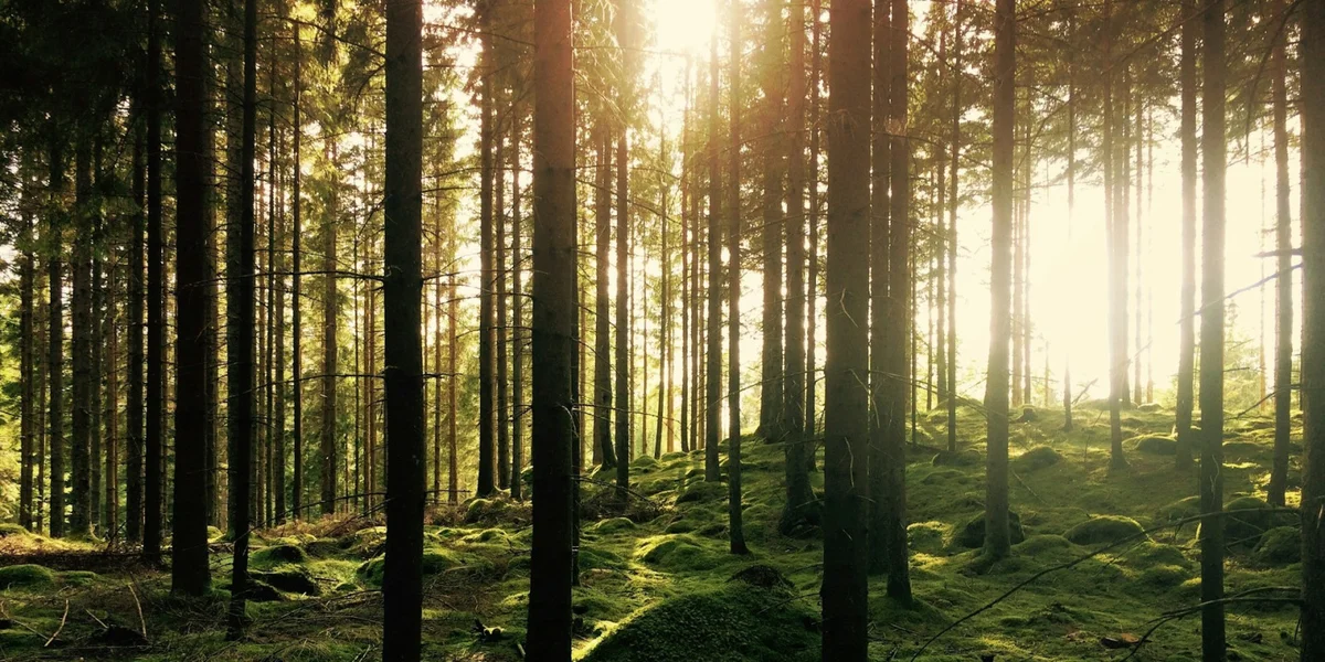 Natur | © Gustav Gullstrand/unsplash